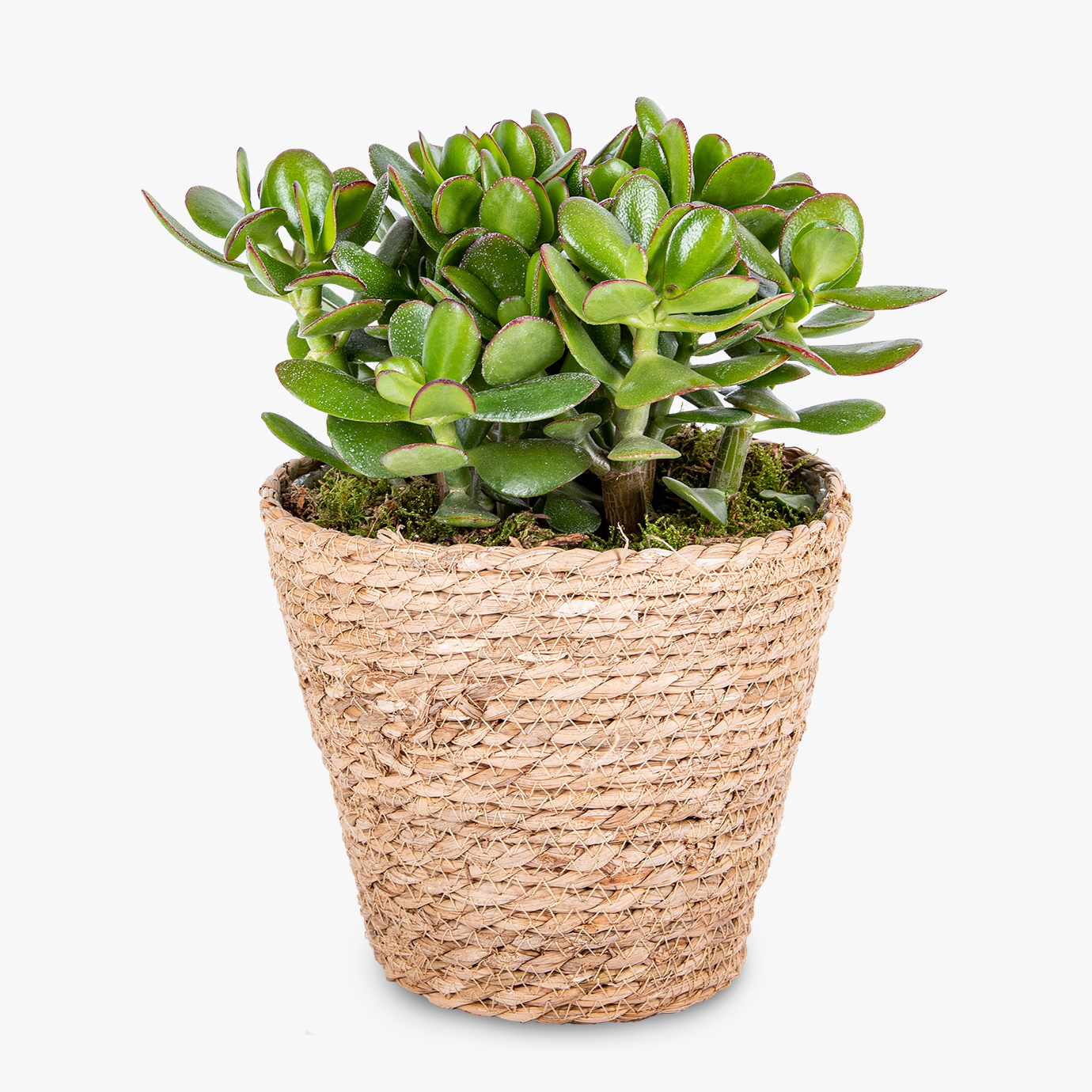 money-tree-haute-florist