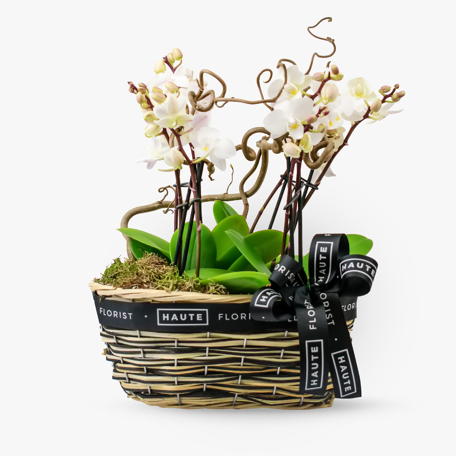 Orchid Basket Haute Florist