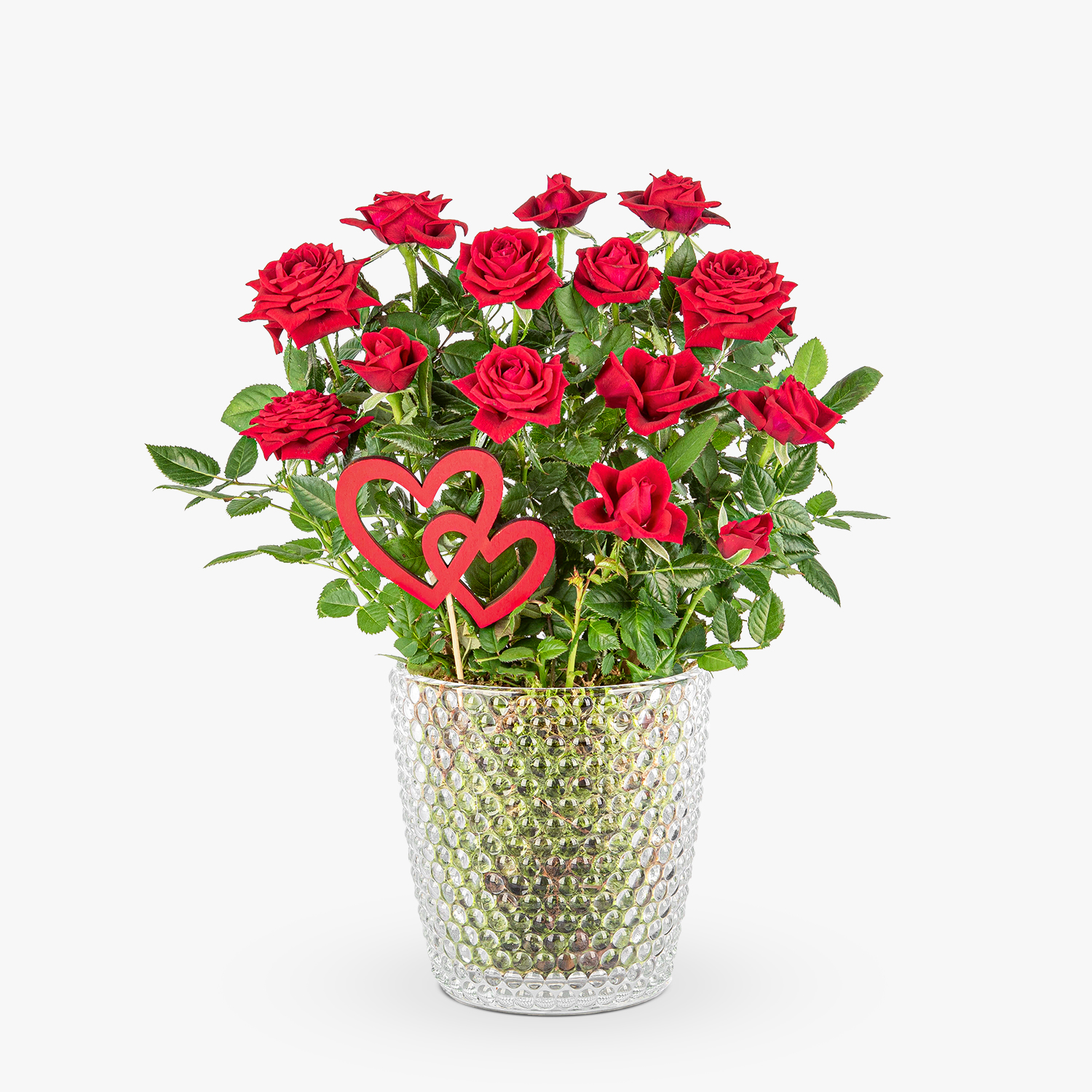 Signature Roses | Haute Florist