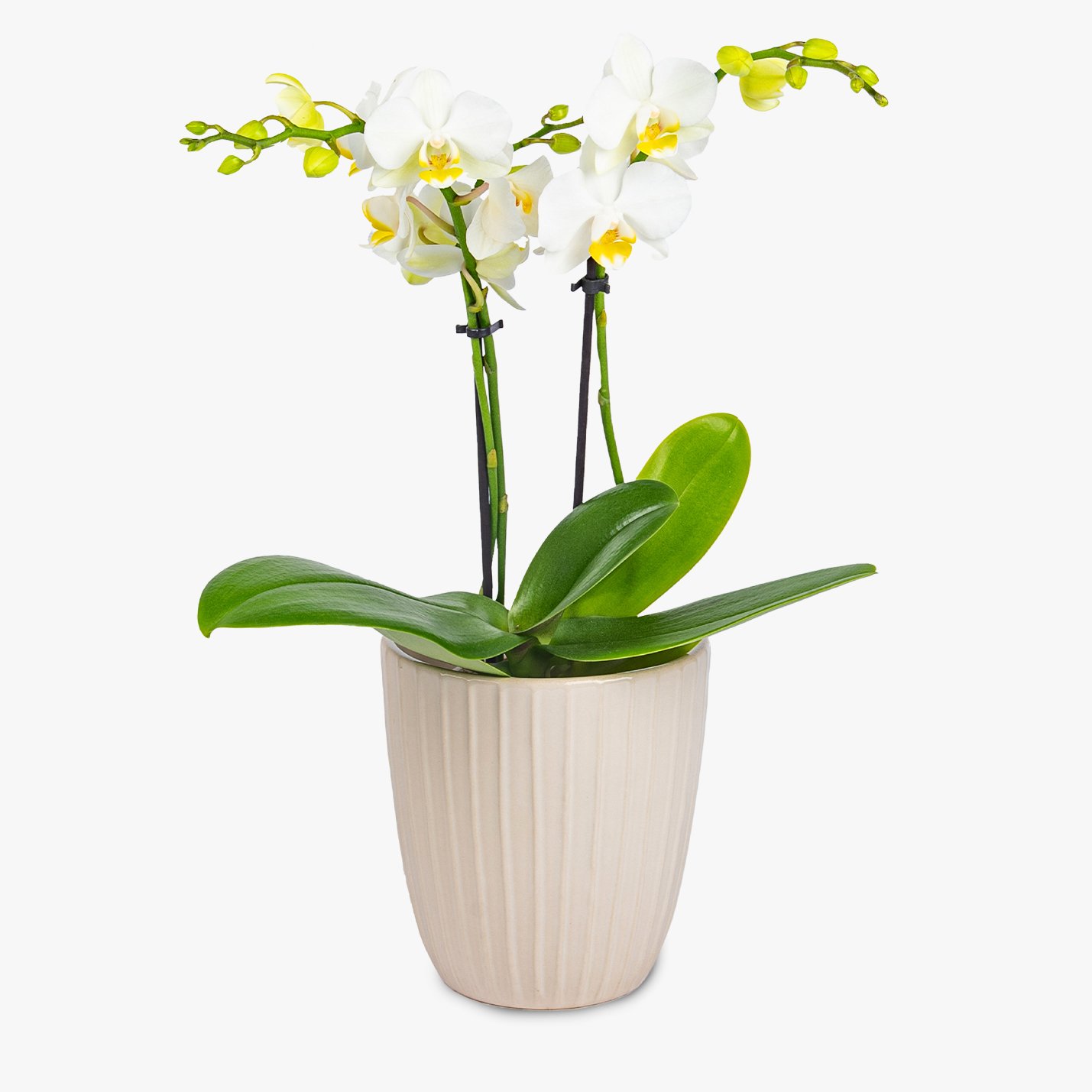 Classic Orchid Plant Next Day Delivery Haute Florist
