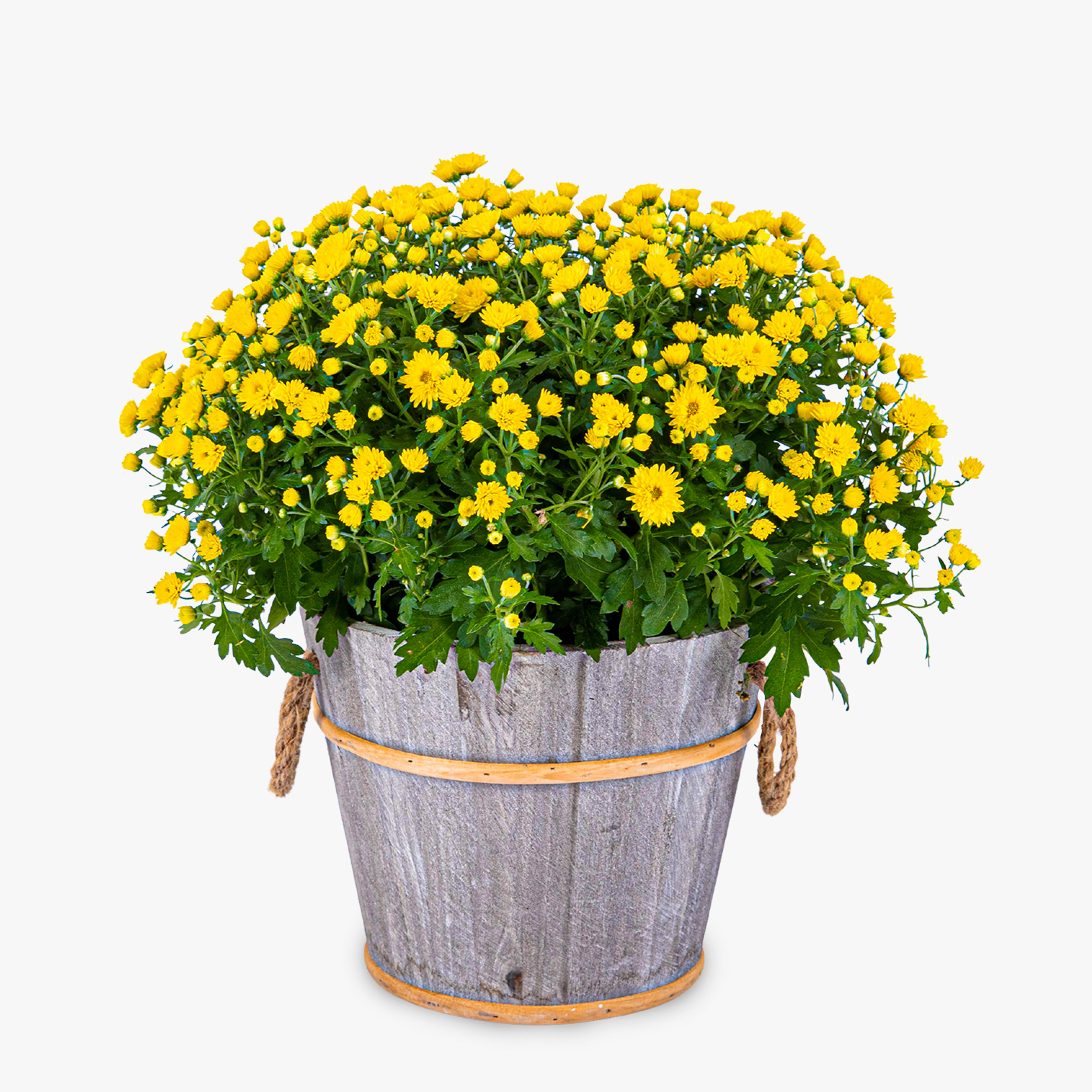 Outdoor Chrysanthemum Ball Haute Florist