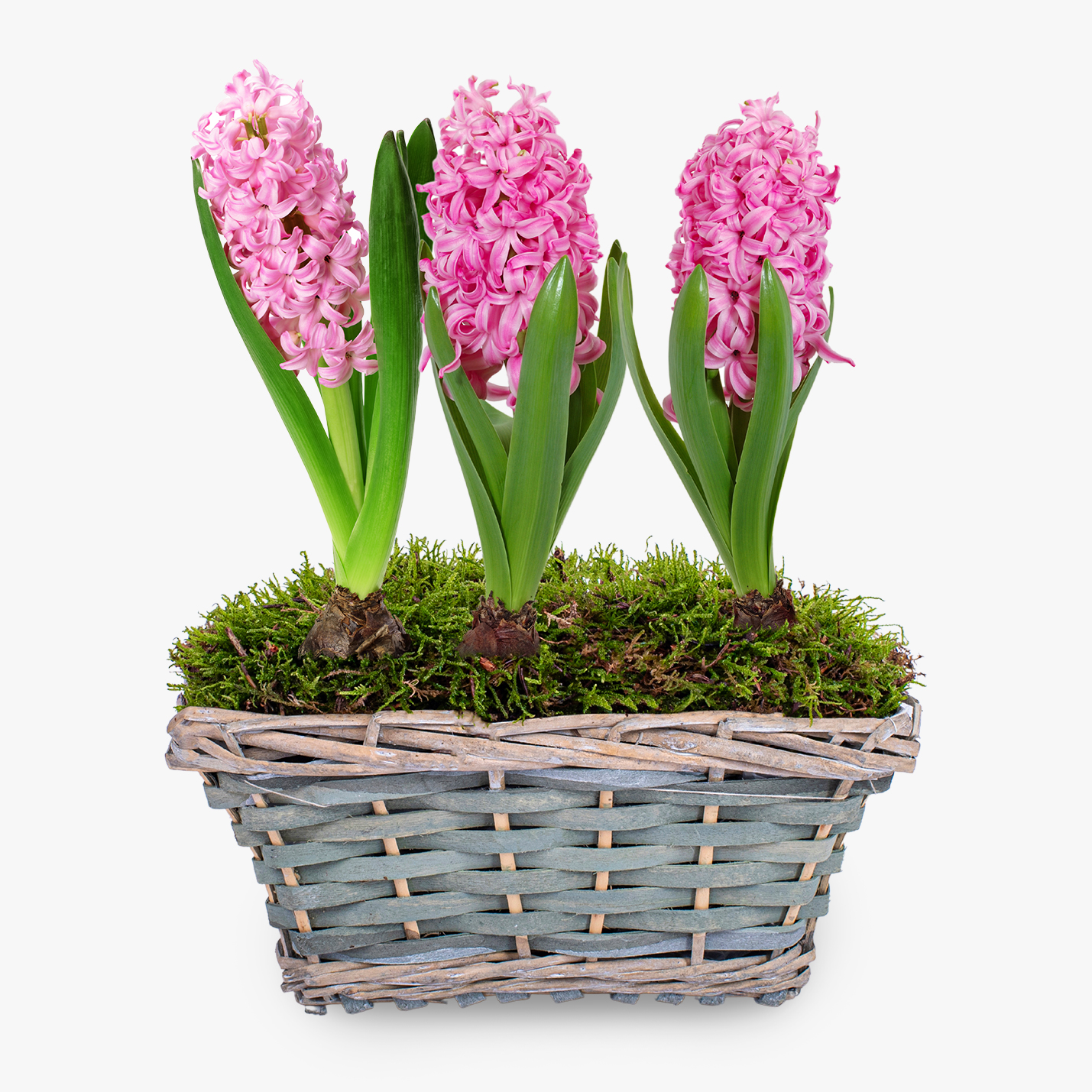 Pink Hyacinth Basket Haute Florist