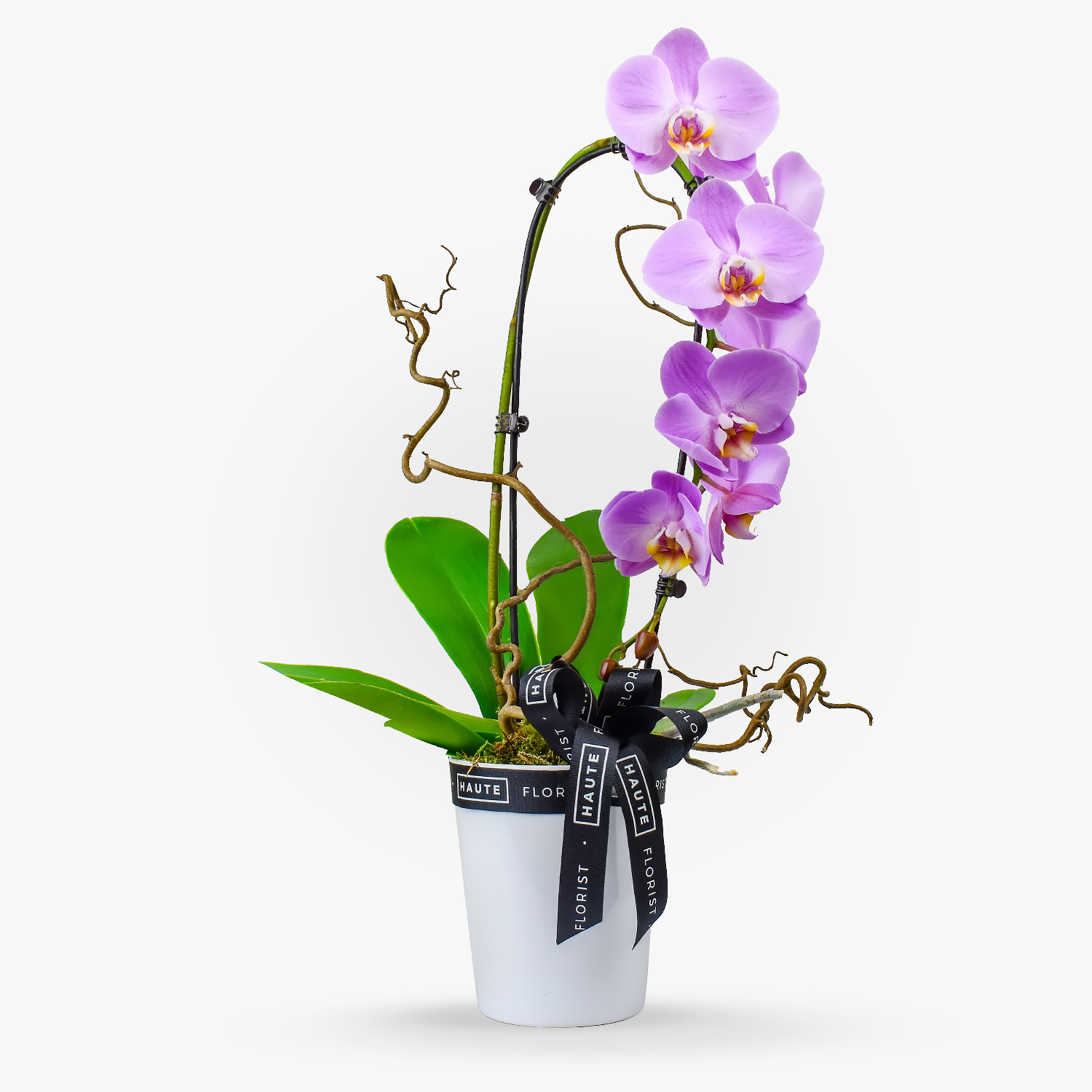 Cascade Orchid Haute Florist