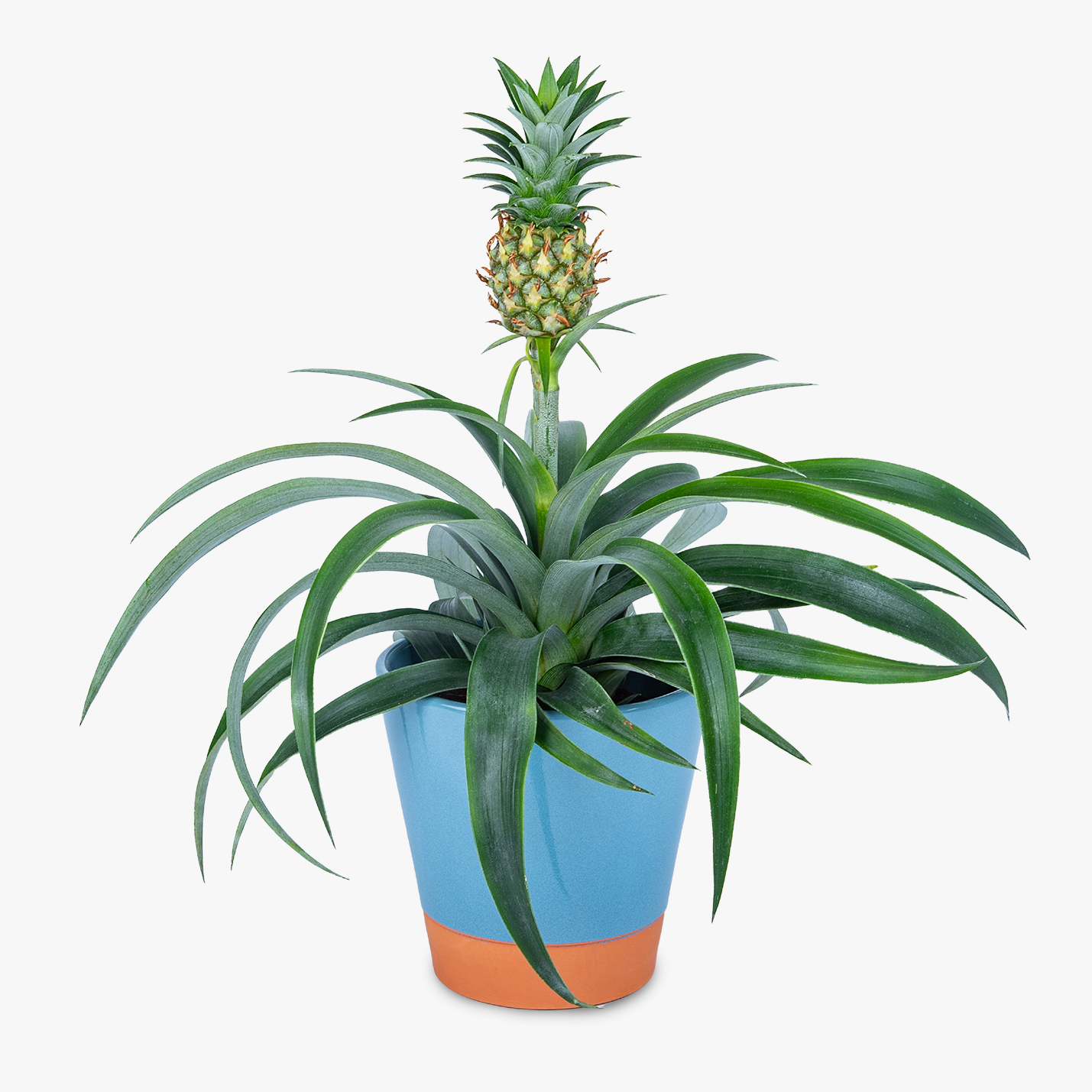 Pineapple Plant Haute Florist