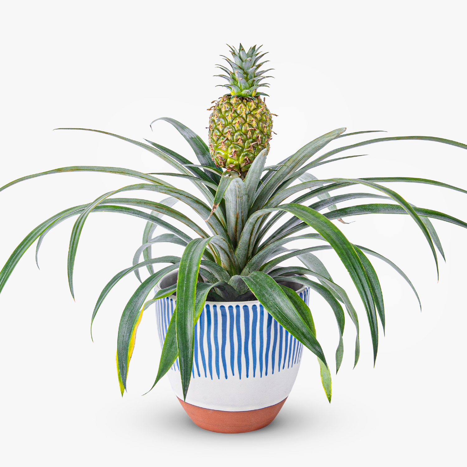 Pineapple Plant Haute Florist