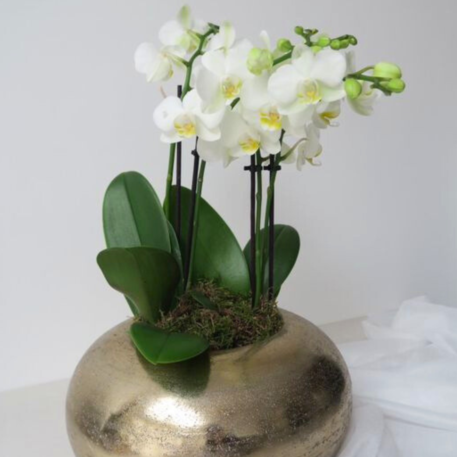 Opulence Gold Orchid Haute Florist