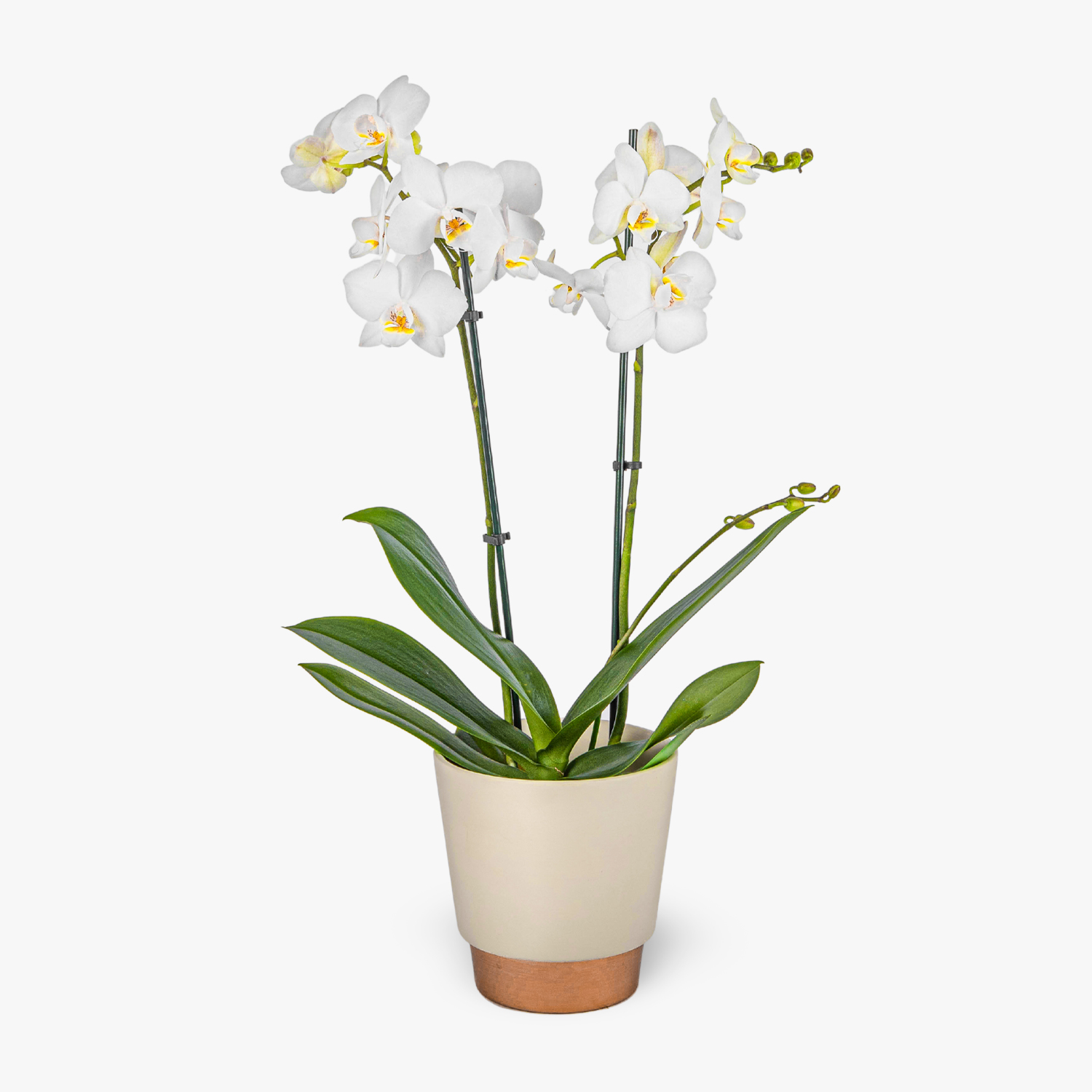 Orchid Plant Haute Florist